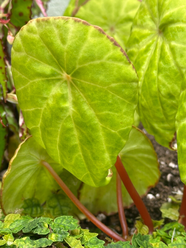 Begonia scapigera, plante d'intérieur, terrarium, Paris 19e (75)