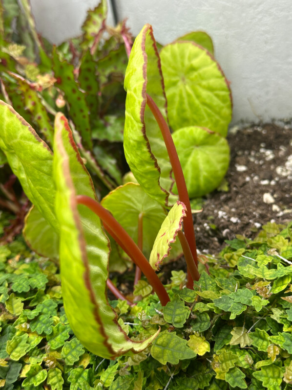Begonia scapigera, plante d'intérieur, terrarium, Paris 19e (75)
