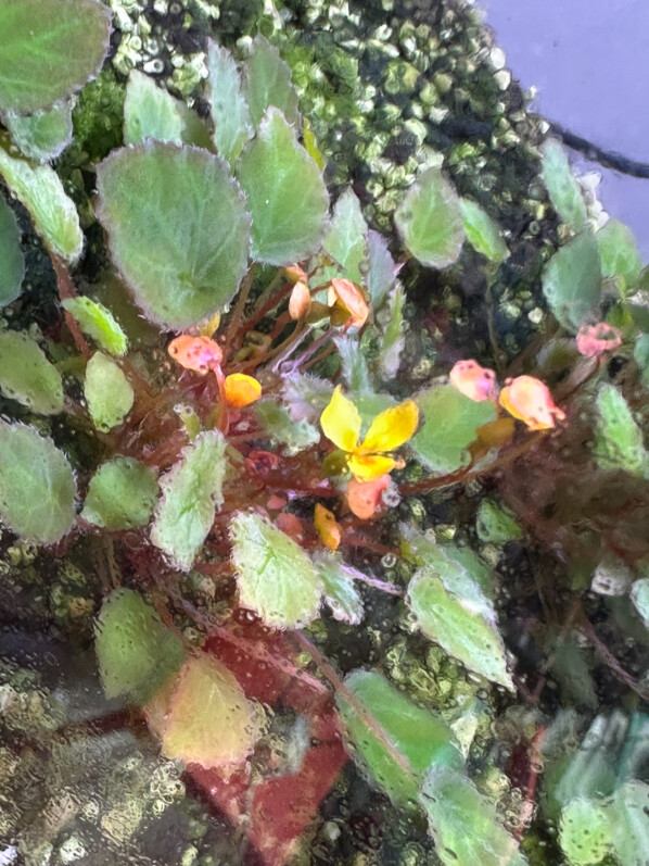 Begonia vankerckhovenii, Bégoniacées, plante d'intérieur, terrarium, Paris 19e (75)