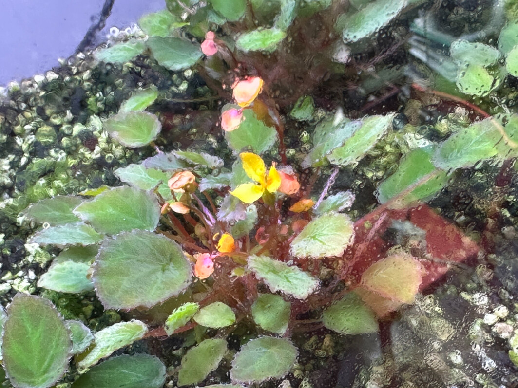 Begonia vankerckhovenii, Bégoniacées, plante d'intérieur, terrarium, Paris 19e (75)