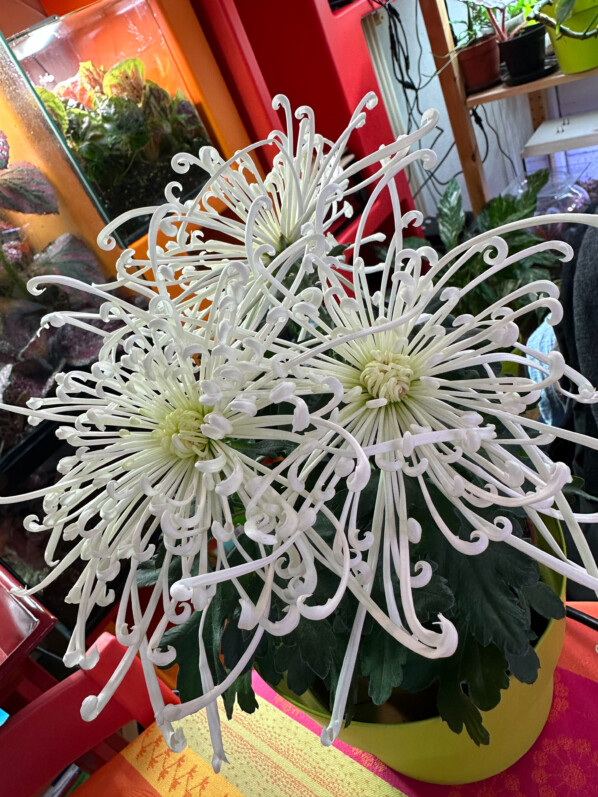 Lire la suite à propos de l’article Chrysanthème ‘Tokyo’ en potée, c’est mieux qu’en bouquet