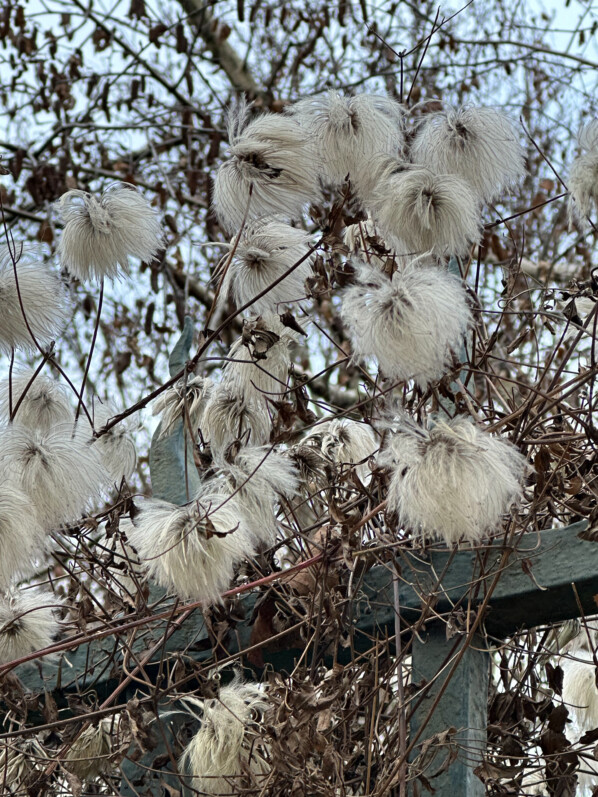 Graines de Clematis tangutica en hiver dans le Jardin des Plantes, Paris 5e (75)