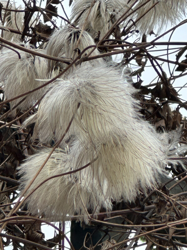 Graines de Clematis tangutica en hiver dans le Jardin des Plantes, Paris 5e (75)