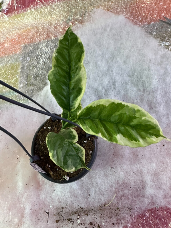 Hoya multiflora 'Variegata', colis de plantes d'intérieur, Paris 19e (75)