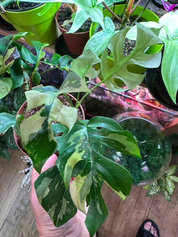 Rhaphidophora tetrastigma 'Variegata', colis de plantes d'intérieur, Paris 19e (75)