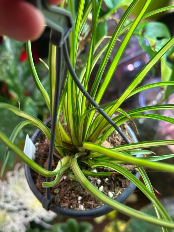 Tillandsia cyanea 'Variegata', colis de plantes d'intérieur, Paris 19e (75)