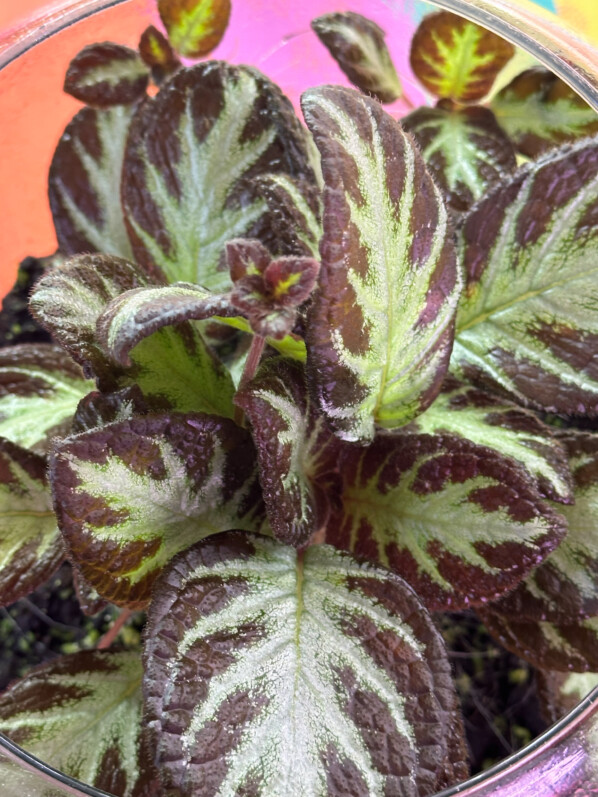Episcia 'Silver Shield', Gesnériacées, plante d'intérieur, terrarium, Paris 19e (75)