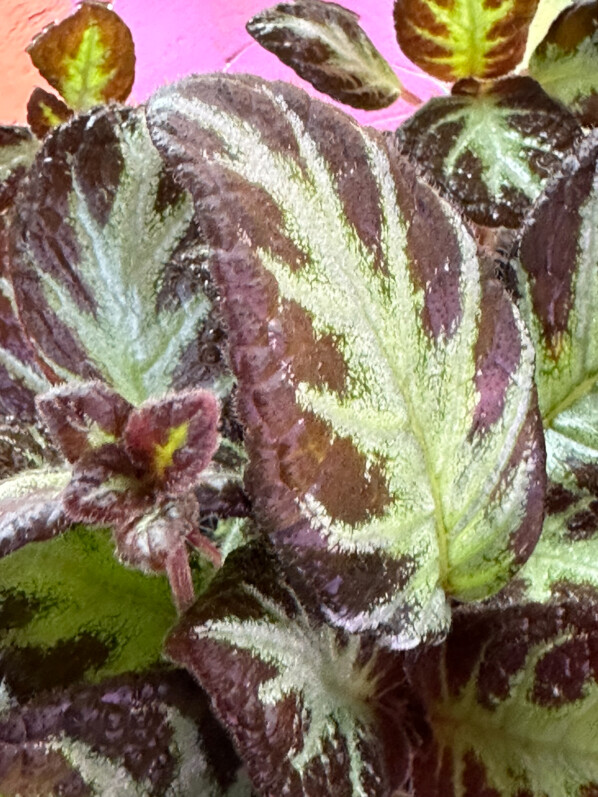 Episcia 'Silver Shield', Gesnériacées, plante d'intérieur, terrarium, Paris 19e (75)