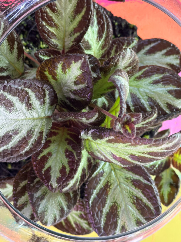 Episcia 'Silver Shield', Gesnériacées, plante d'intérieur, terrarium, Paris 19e (75)