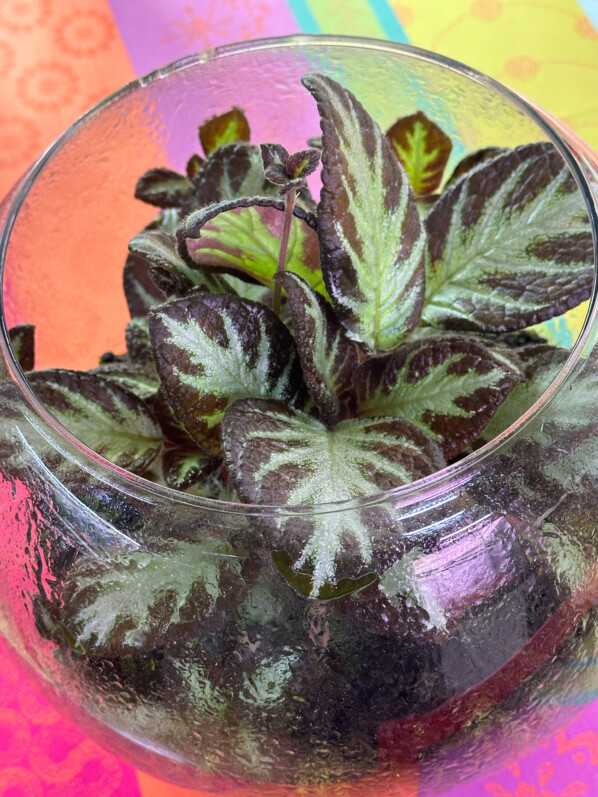 Episcia 'Silver Shield', Gesnériacées, plante d'intérieur, terrarium, Paris 19e (75)
