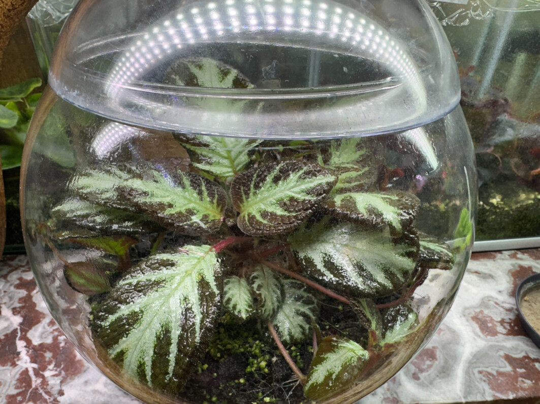 Episcia 'Silver Shield', Gesnériacées, plante d'intérieur, terrarium, Paris 19e (75)
