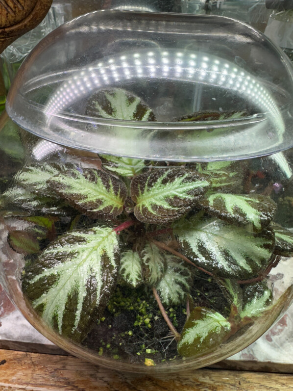 Episcia 'Silver Shield', Gesnériacées, plante d'intérieur, terrarium, Paris 19e (75)
