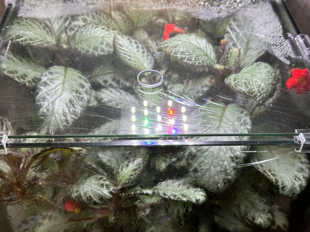 Episcia 'Silver Skies', Gesnériacées, plante d'intérieur, terrarium, Paris 19e (75)