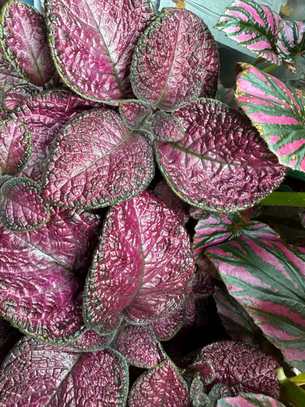 Episcia 'Strawberry Mist', Gesnériacées, plante d'intérieur, terrarium, Paris 19e (75)