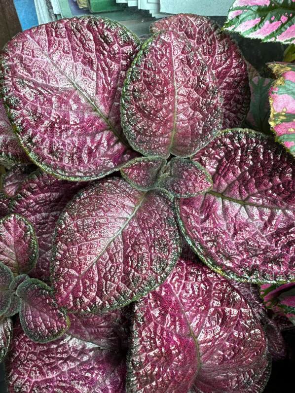 Lire la suite à propos de l’article Croissance XXL de mon Episcia ‘Strawberry Mist’ dans son grand terrarium