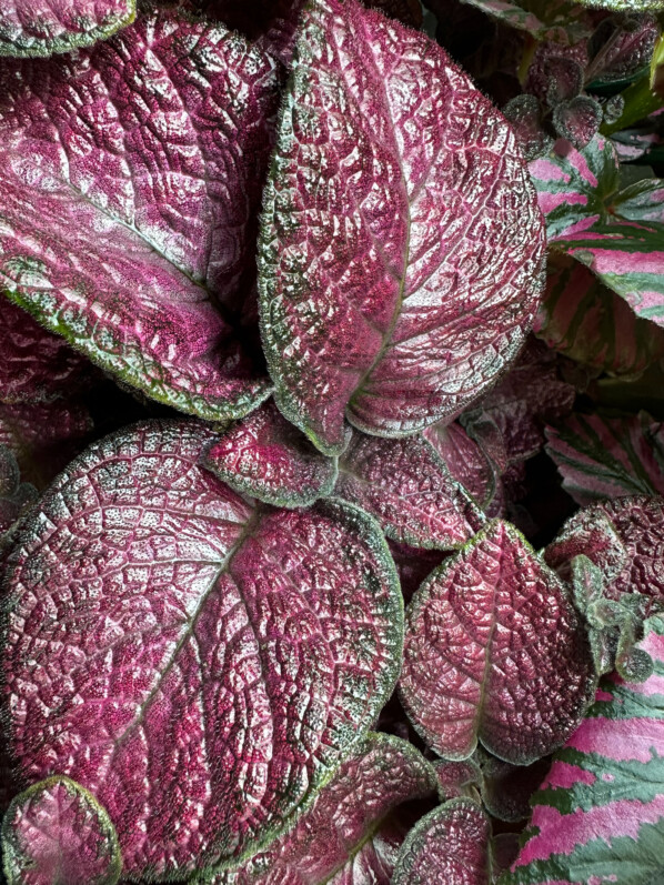 Episcia 'Strawberry Mist', Gesnériacées, plante d'intérieur, terrarium, Paris 19e (75)