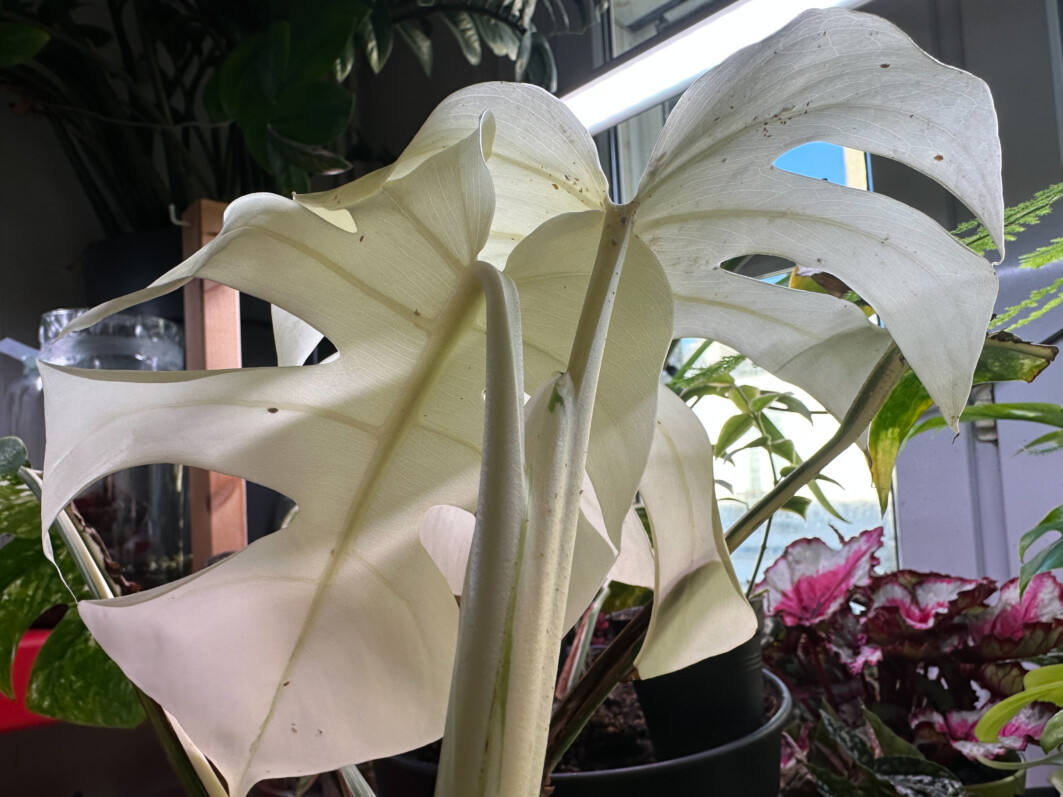Monstera deliciosa 'Variegata', Araceae, plante d'intérieur, Paris 19e (75)