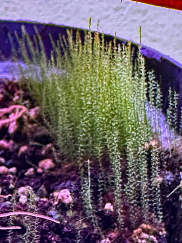 Mousse, plante d'intérieur, terrarium, Paris 19e (75)