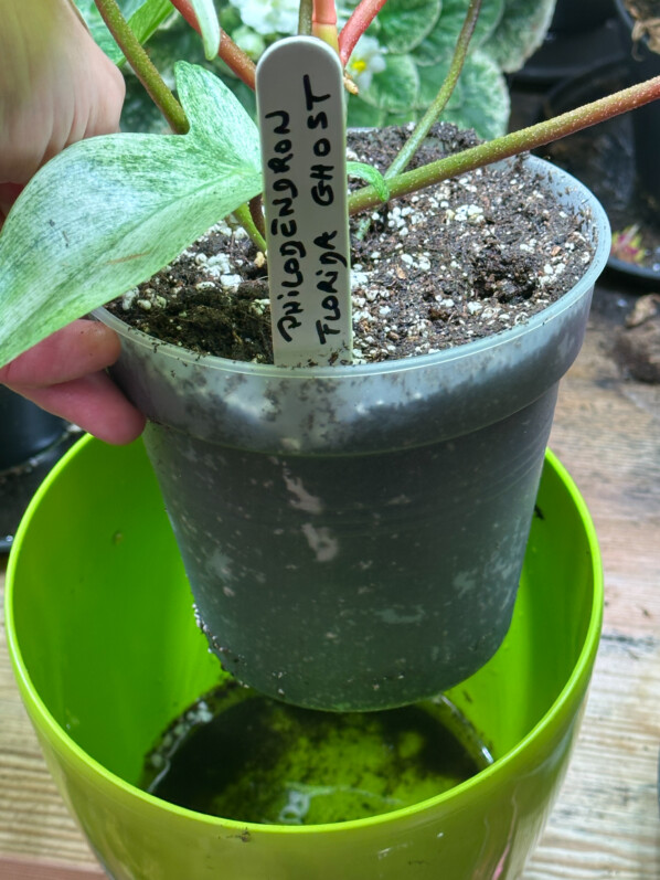 Philodendron 'Florida Ghost', Araceae, plante d'intérieur, Paris 19e (75)