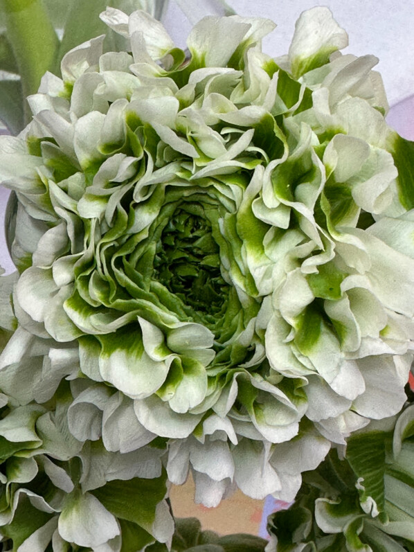 Bouquet de renoncules Ponpon Igloo, Paris 19e (75)
