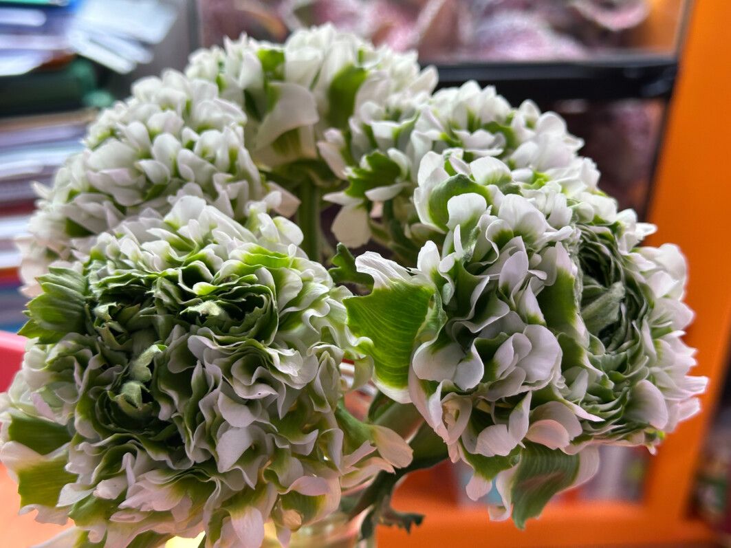 Bouquet de renoncules Ponpon Igloo, Paris 19e (75)