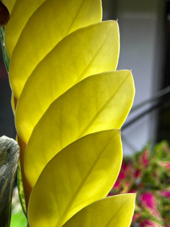 Lire la suite à propos de l’article Feuille de Zamioculcas “full moon”