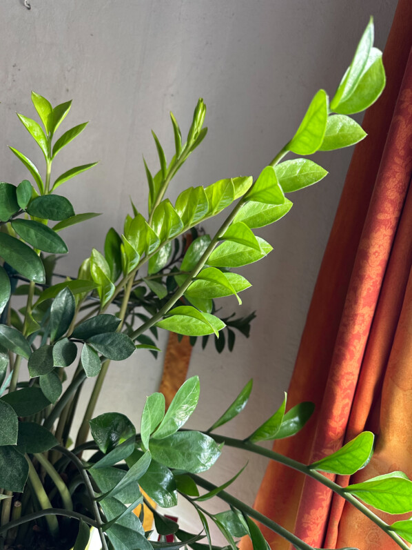 Lire la suite à propos de l’article Apparition de nombreuses nouvelles feuilles sur mes Zamioculcas au coeur de l’hiver