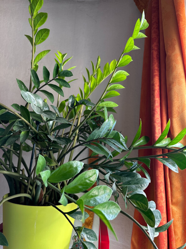 Zamioculcas zamiifolia, Araceae, plante d'intérieur, Paris 19e (75)