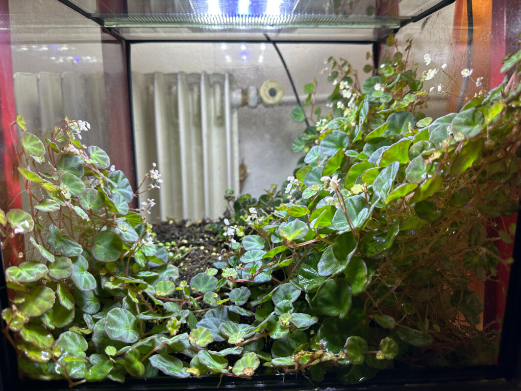 Begonia lichenora, Bégoniacées, plante d'intérieur, terrarium, Paris 19e (75)