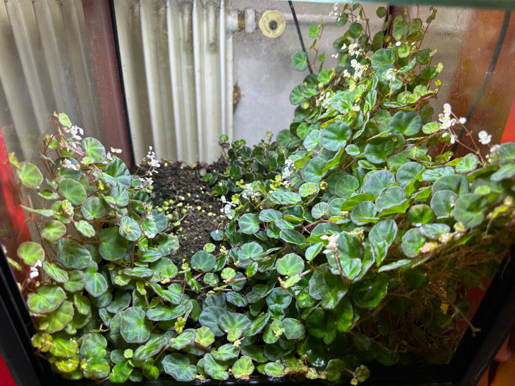Begonia lichenora, Bégoniacées, plante d'intérieur, terrarium, Paris 19e (75)