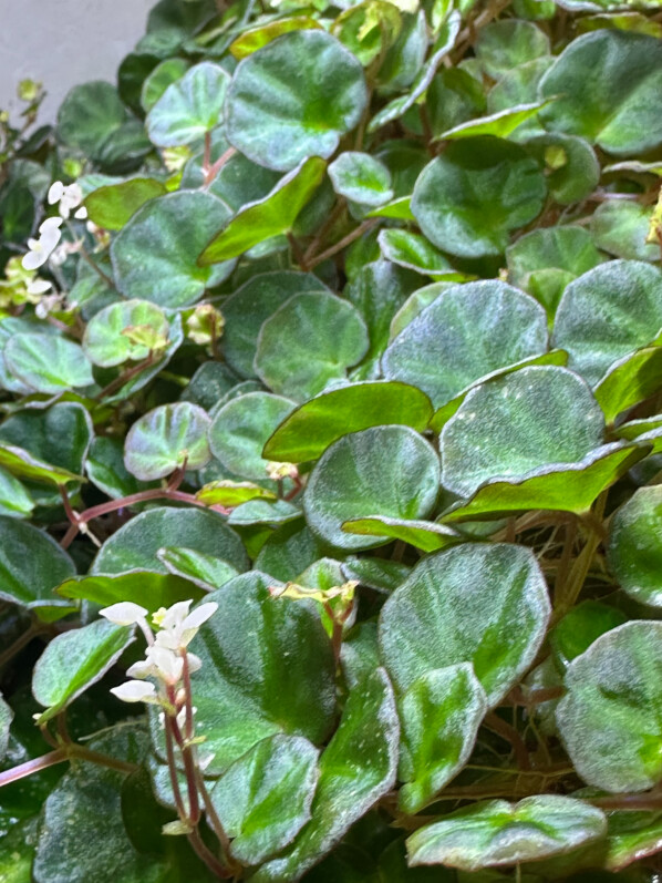 Begonia lichenora, Bégoniacées, plante d'intérieur, terrarium, Paris 19e (75)