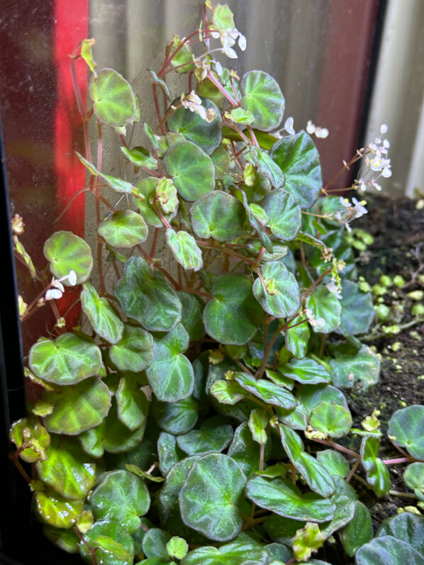 Begonia lichenora, Bégoniacées, plante d'intérieur, terrarium, Paris 19e (75)