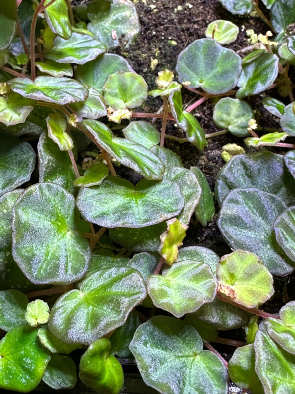 Begonia lichenora, Bégoniacées, plante d'intérieur, terrarium, Paris 19e (75)
