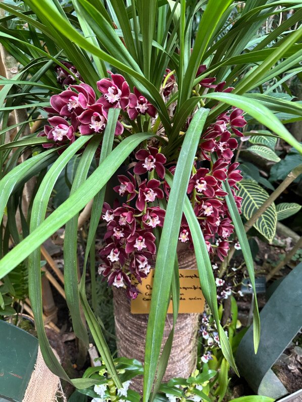 Cymbidium Fido, exposition Mille et une orchidées, Jardin des Plantes, Paris 5e (75)