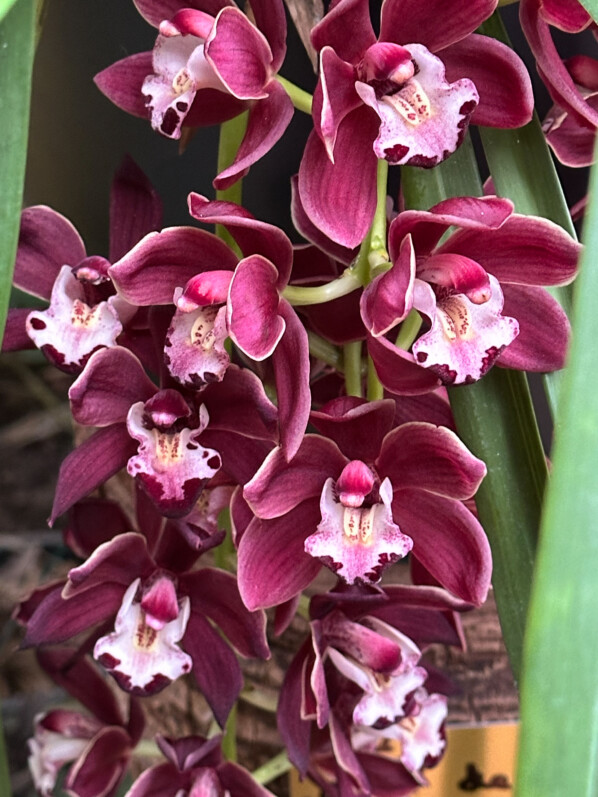 Cymbidium Fido, exposition Mille et une orchidées, Jardin des Plantes, Paris 5e (75)