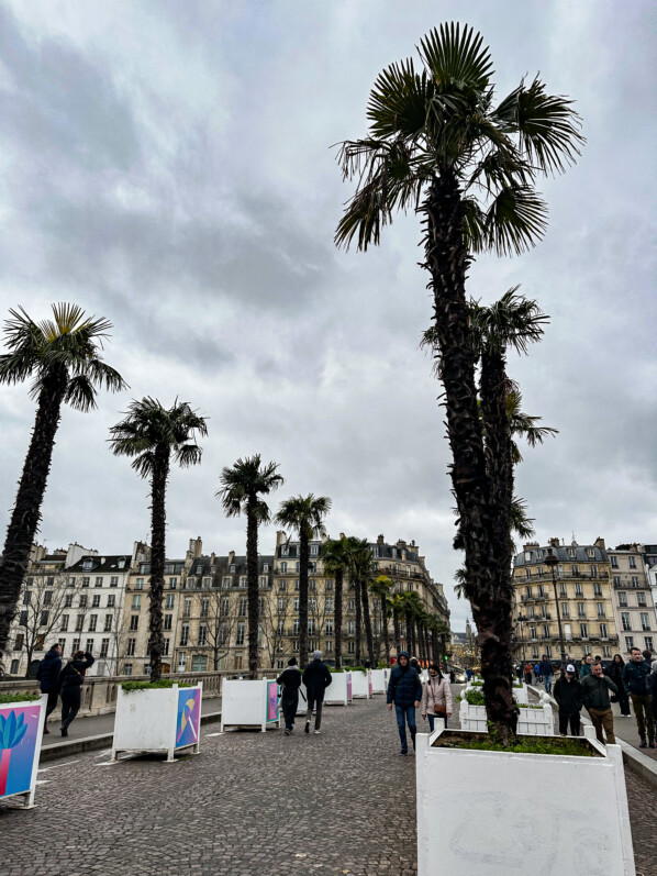 Palmier de Chine, Trachycarpus fortunei, en hiver sur le pont Louis-Philippe, Paris 4e (75)