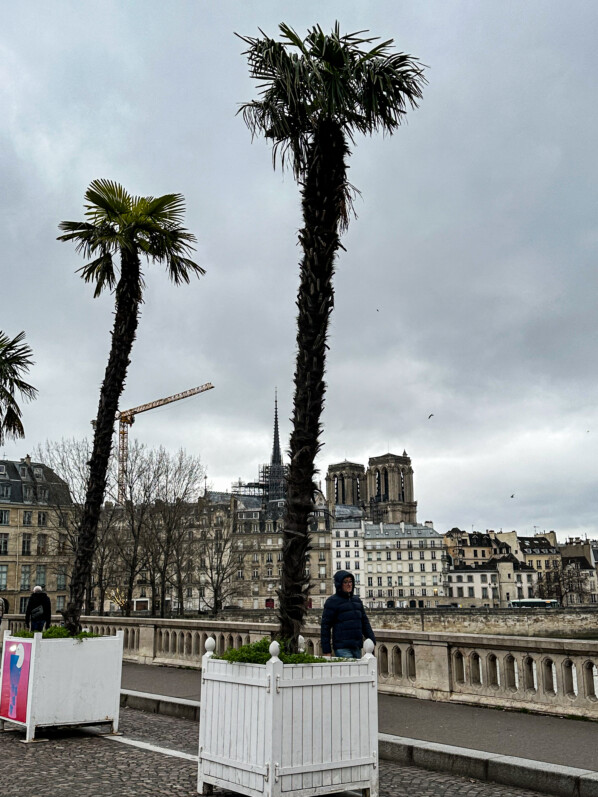 Palmier de Chine, Trachycarpus fortunei, en hiver sur le pont Louis-Philippe, Paris 4e (75)