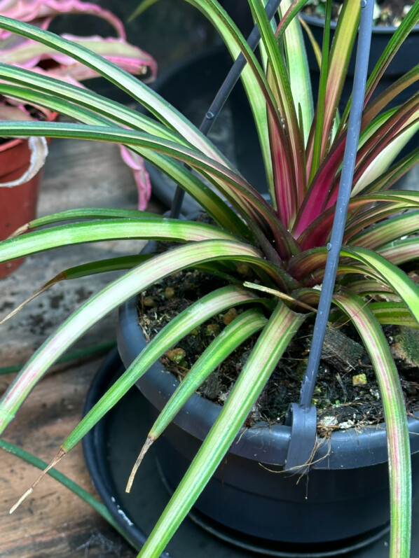 Lire la suite à propos de l’article Tillandsia cyanea ‘Variegata’ (Broméliacées)