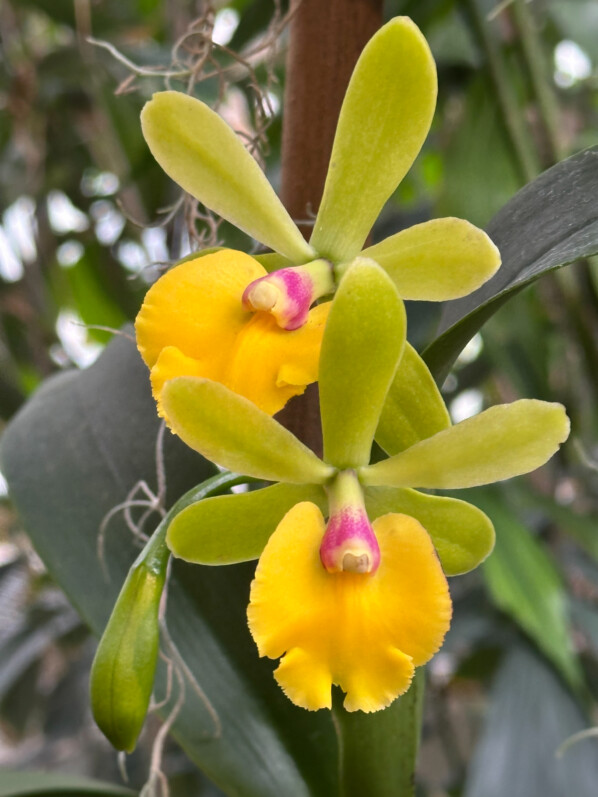Epicattleya René Marquès, orchidée, Exposition Mille et une orchidées, Jardin des Plantes, Paris 5e (75)