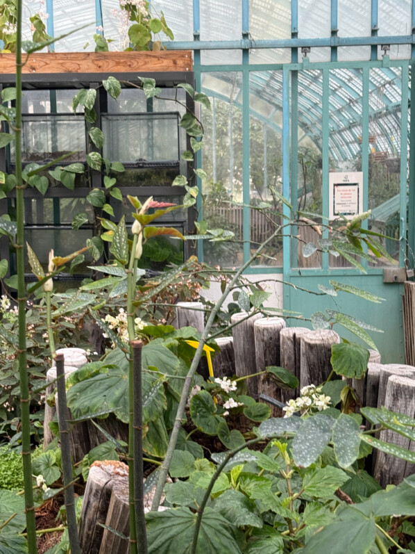 Serre avec la collection de bégonias au début du printemps dans le Jardin des Serres d'Auteuil, Paris 16e (75)