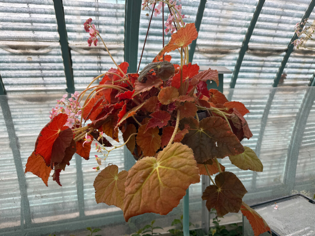 Serre avec la collection de bégonias au début du printemps dans le Jardin des Serres d'Auteuil, Paris 16e (75)