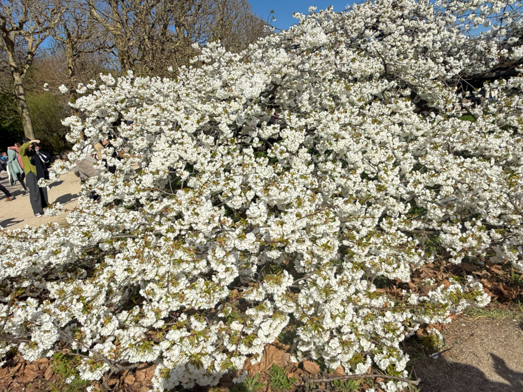 Cerisier japonais au début du printemps dans le Jardin des plantes, Paris 5e (75)