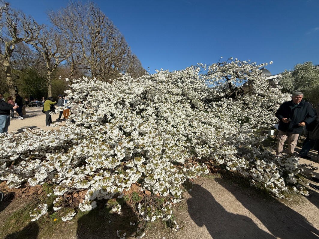 Cerisier japonais au début du printemps dans le Jardin des plantes, Paris 5e (75)