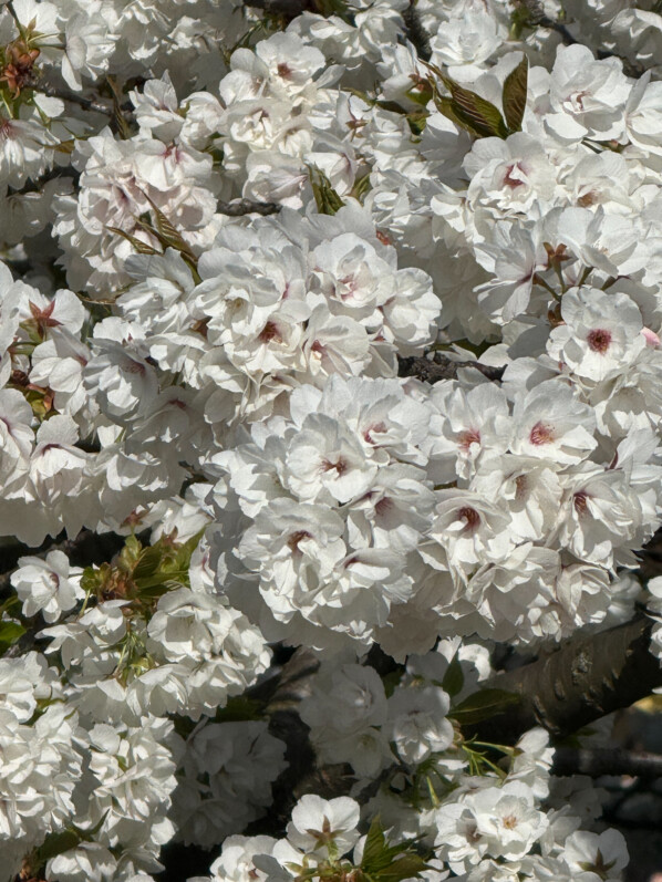 Cerisier japonais au début du printemps dans le Jardin des plantes, Paris 5e (75)