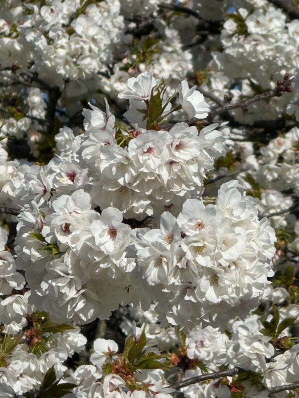 Cerisier japonais au début du printemps dans le Jardin des plantes, Paris 5e (75)