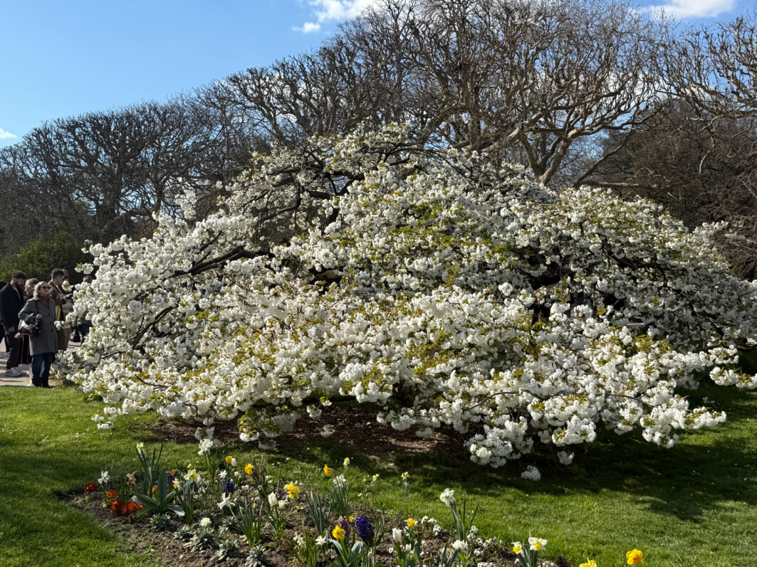 Cerisier japonais au début du printemps dans le Jardin des plantes, Paris 5e (75)