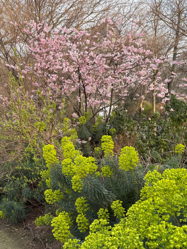 Prunus et euphorbe des garrigues, Euphorbia characias, plante vivace, Paris 14e (75)