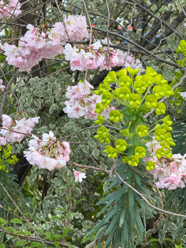 Euphorbe des garrigues, Euphorbia characias, plante vivace, Paris 14e (75)