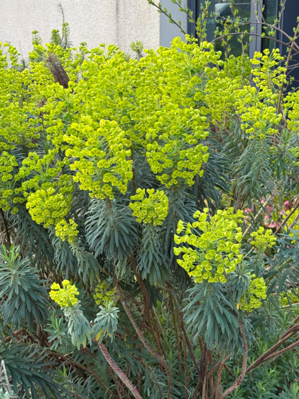 Euphorbe des garrigues, Euphorbia characins, plante vivace, Paris 14e (75)