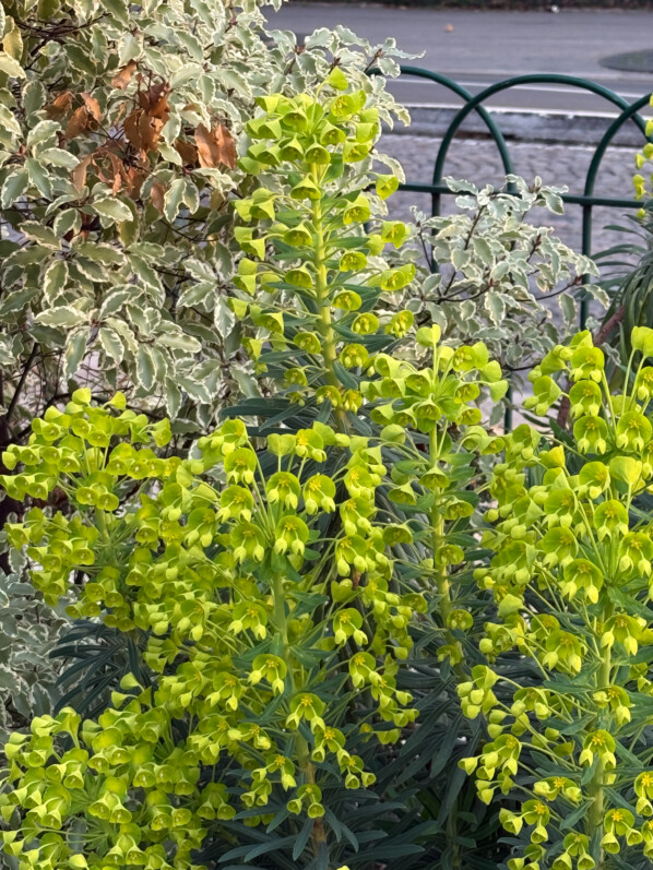 Euphorbe des garrigues, Euphorbia characias, plante vivace, Paris 14e (75)